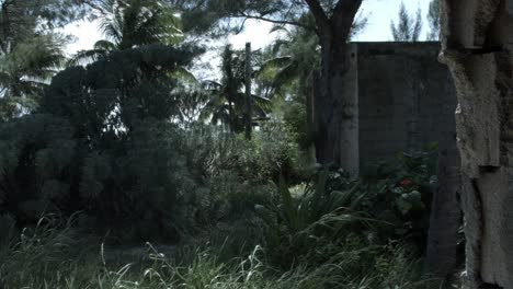 Riviera-Maya,-Mexico-greenery-blowing-in-the-wind