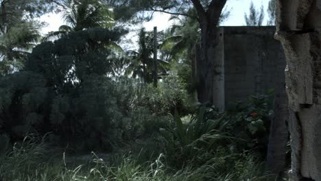 riviera maya, mexico greenery blowing in the wind