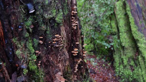 hundreds of tiny mushrooms grow out of live tree trunk in rainforest