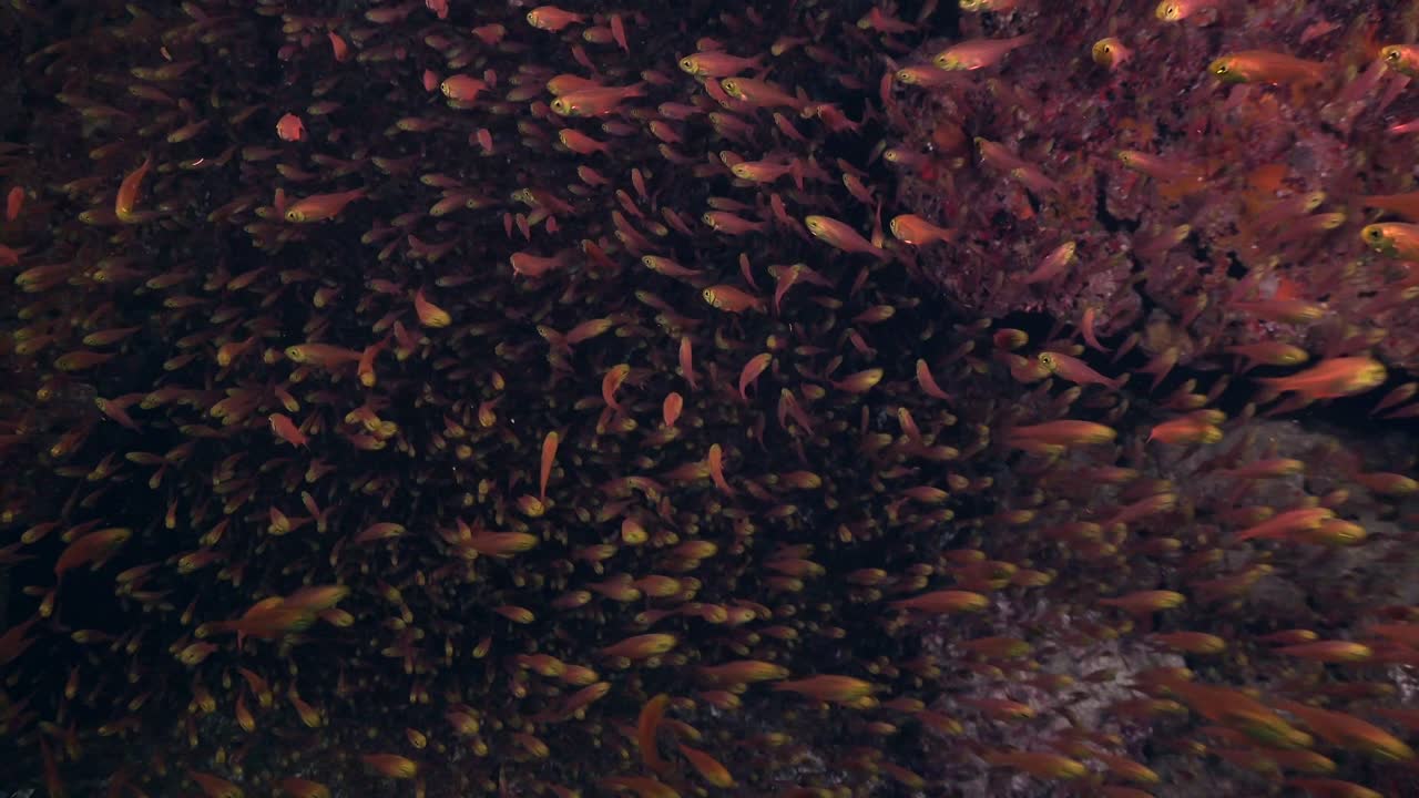 ⁇ 은 바다의 동굴에서 헤엄치는 유리 물고기