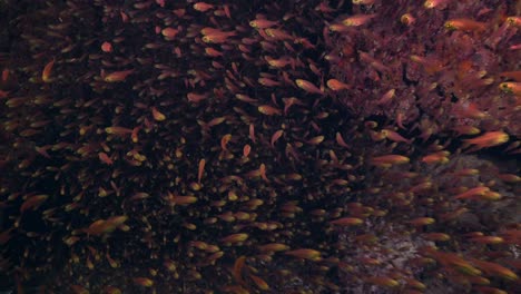 glassfish swimming in cave in the red sea