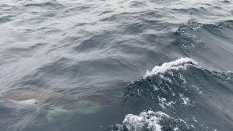 grupo de delfines nadando tras un barco en el océano pacífico