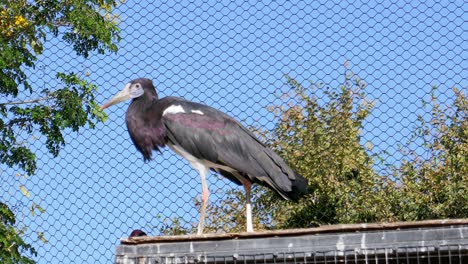 Pájaro-Africano-En-El-Zoológico