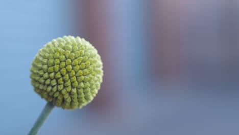 spherical florets of a yellow billy button plant, close up