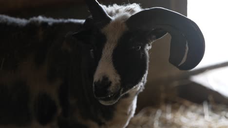 slow-motion handheld footage of a horned black and white goat chewing, looking left and right, and bleating in a shady barn with a blurry bright background adding depth