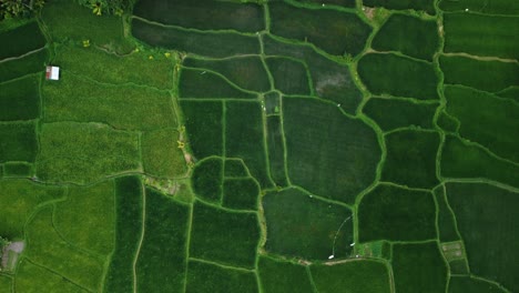 wind blowing through the ricefields at bali indonesia