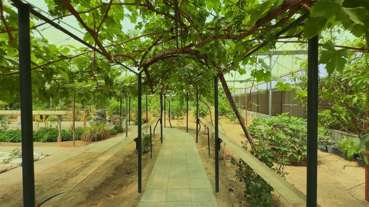 Cinematic 4K footage of a peaceful greenhouse vineyard walkway covered with grapevines, ideal for themes of agriculture, nature, wellness, and eco-tourism.