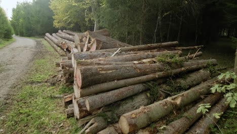 ser testigo de la dura realidad de la deforestación a medida que los árboles caen en el bosque