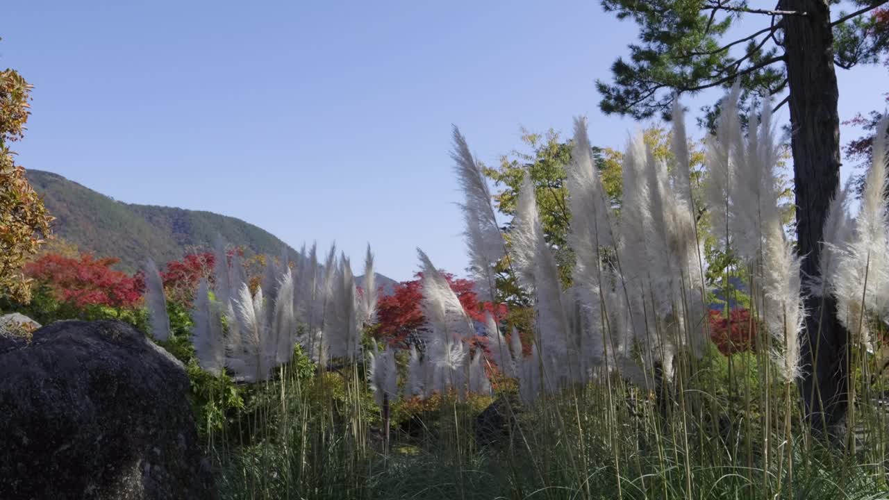 Beautiful nature scenery in fall with tall grass and fall colors