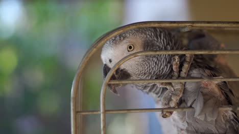 close up shot of an african grey with head and claw in a cage