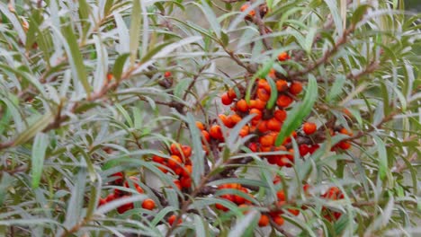 ripe sea buckthorn berries on a branch, bush with yellow fruits , close up