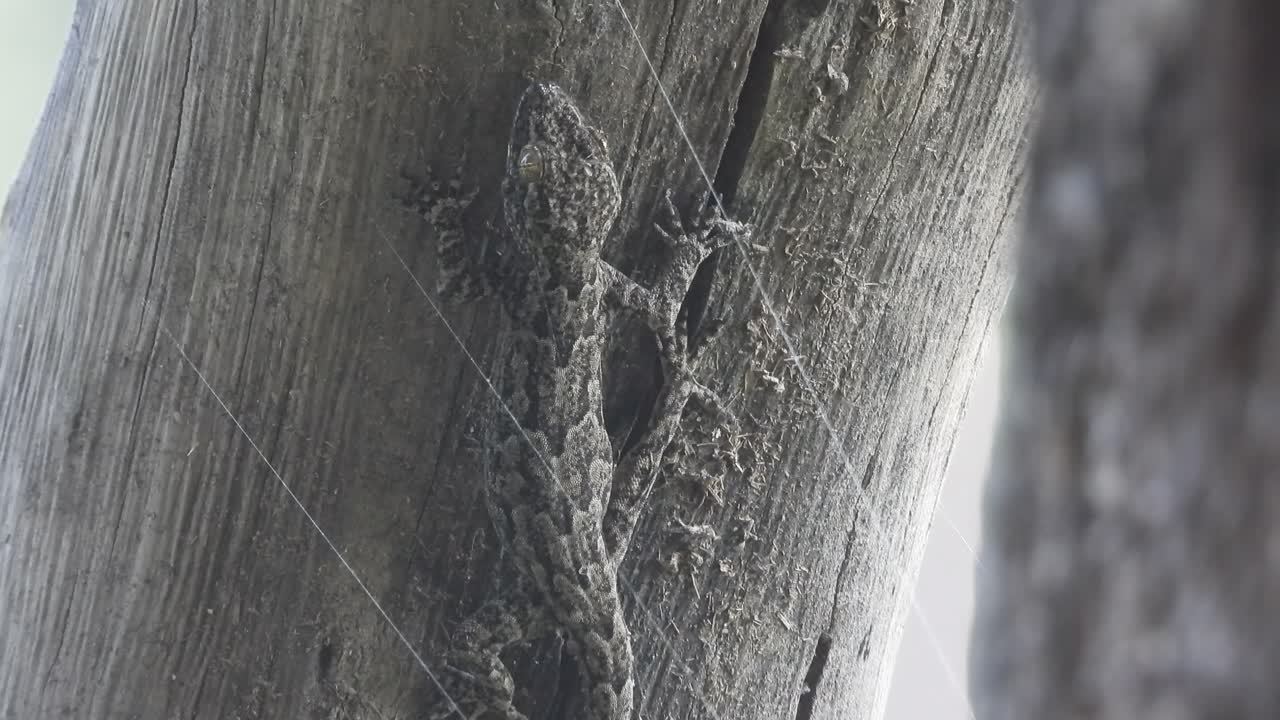 나무 에  ⁇  쉬고 있는 도마 ⁇  - 검은색