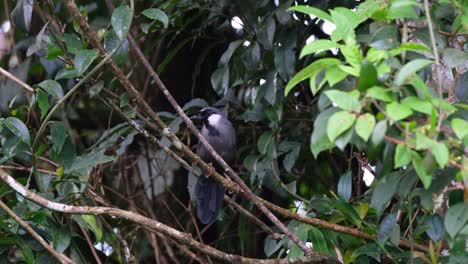 位於泰國khao yai國家公園的黑色喉<unk>笑<unk> (pterorhinus chinensis)