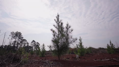aerial view of a reforestation site with young pine trees growing in red soil. the drone orbits around a central tree, showcasing the contrast between new growth and the surrounding cleared land