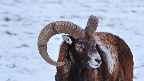 slow motion close-up of wild ram alertly turning head in calm winter terrain