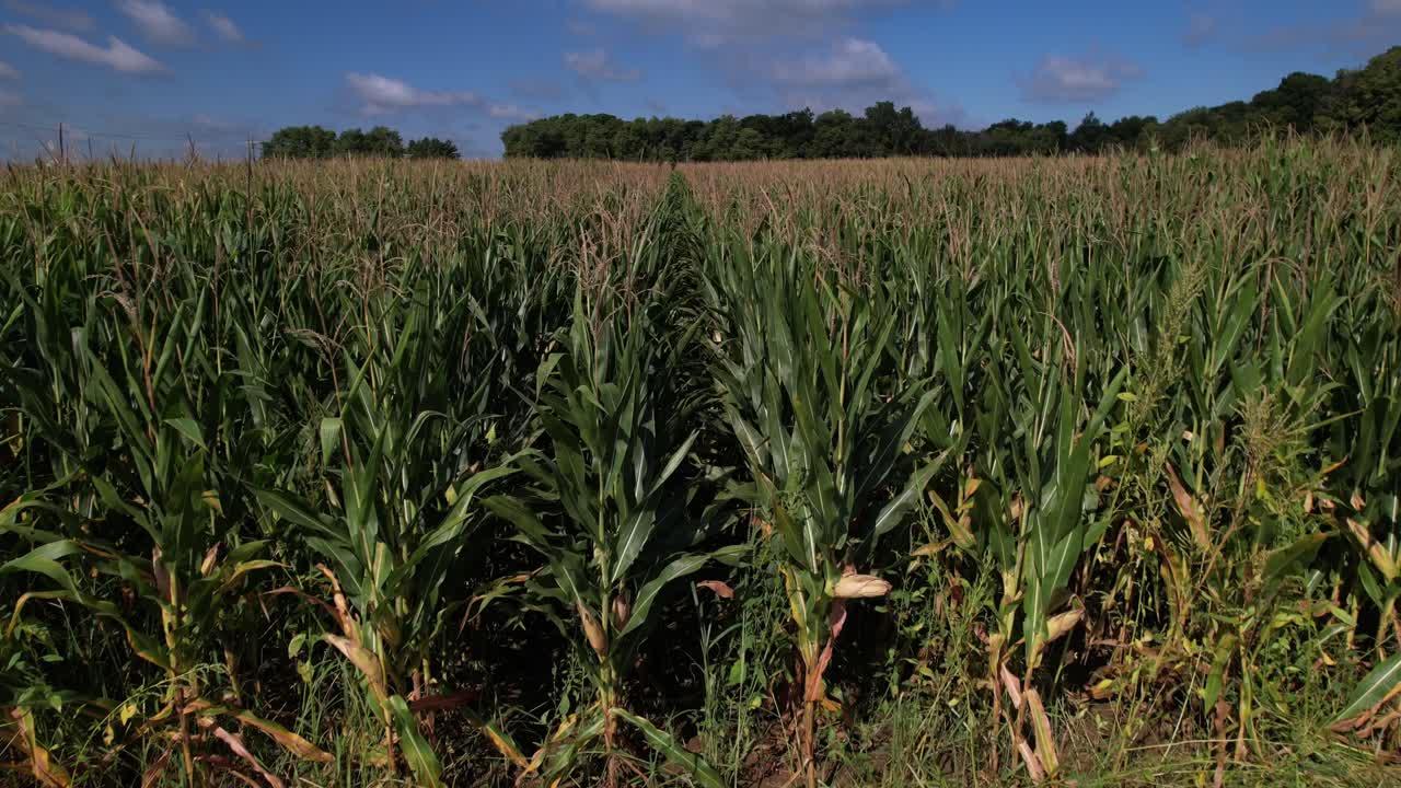 Drone flying over corn field. Aerial forward ascending