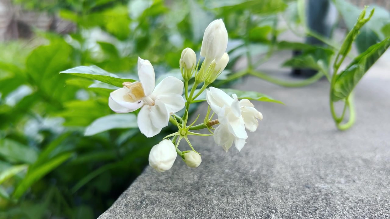 Close-up Bunga Melati Putih Mekar di Tepi Beton