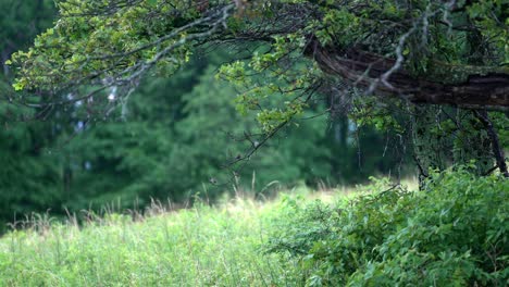 static slow-motion shot captures raindrops falling from tree branches