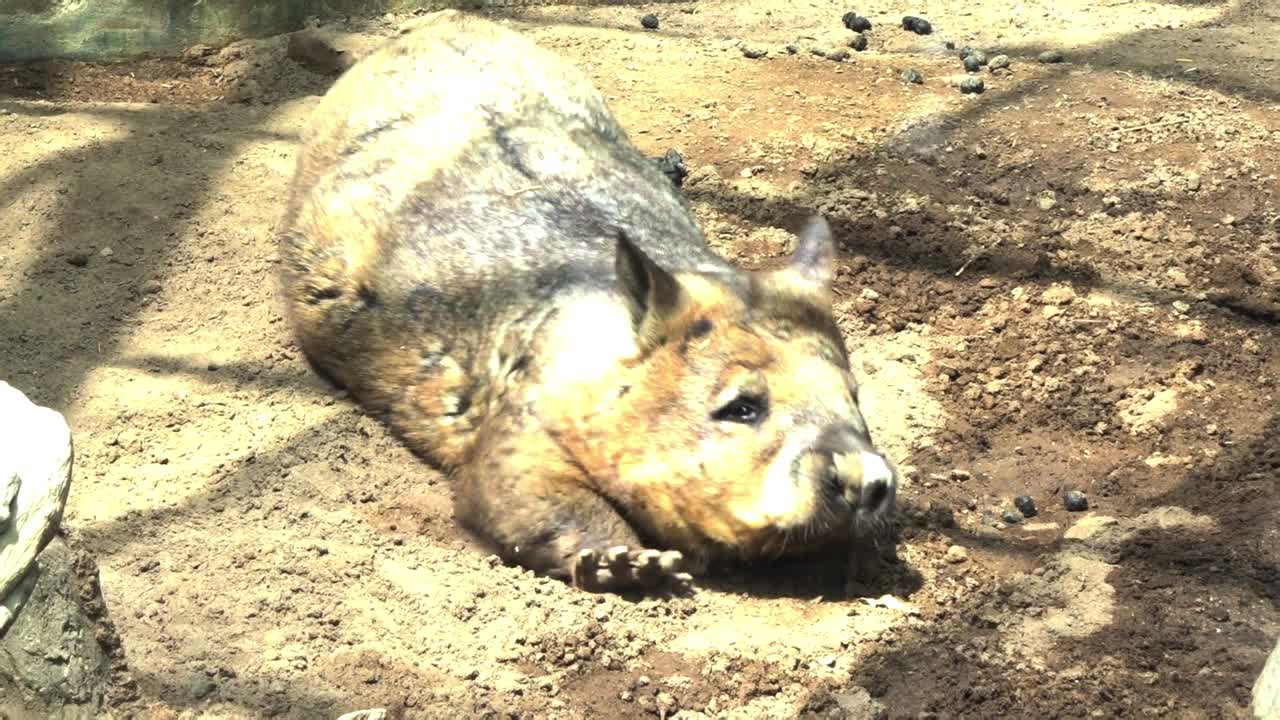 Wombat australiano si riposa nel fango.