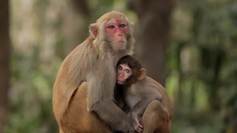 macaques in nature. macaques constitute a genus (macaca) of gregarious monkeys. macaques are found in a variety of habitats throughout the asian continent and are highly adaptable.
