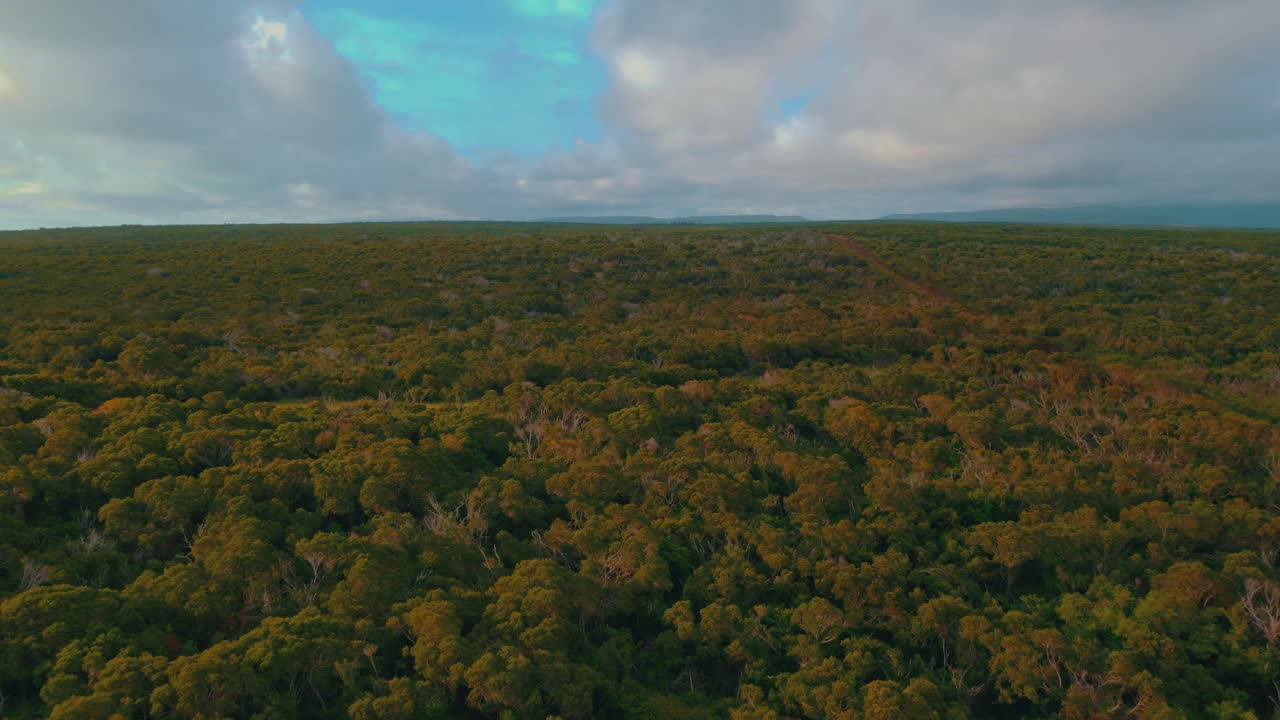 흐린 날 붉은 흙길을 볼 수 있는 광활한 풍경의 나무 위를 날다
