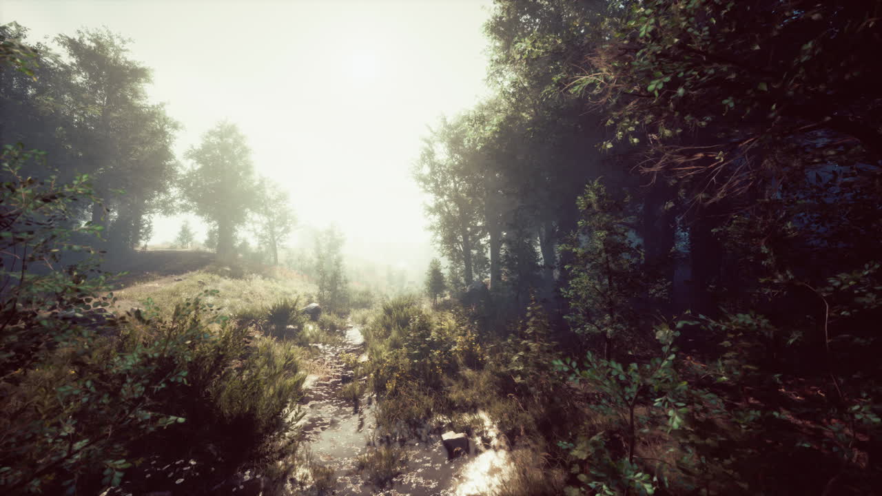 el arroyo del bosque brumoso