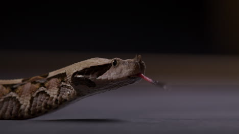 Gaboon-viper-snake-slithers-across-ground---close-up-on-face