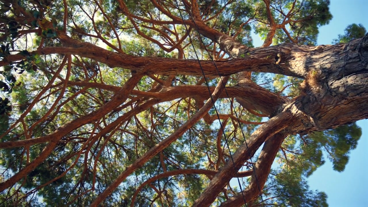 Chioma di pino con aghi verdi e rami marroni contro un cielo blu. La luce del sole che filtra, creando un'atmosfera di calma nella foresta