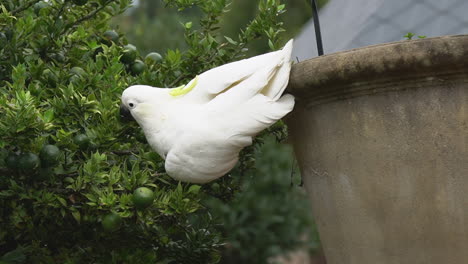 Weißer-Kakadu-Vogel-Pflückt-Reife-Linde-Vom-Baum-Und-Fliegt-Damit-Davon