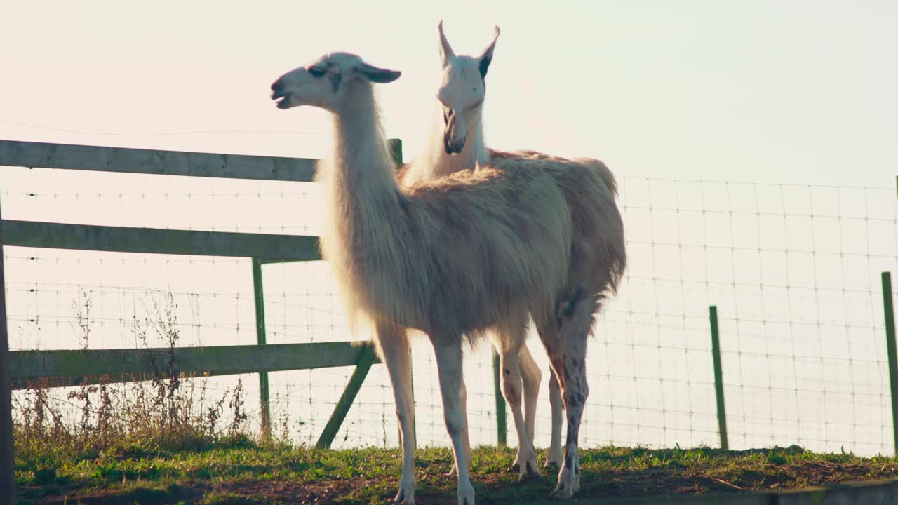 Alpacas graze and observe on a lush hilltop, standing peacefully amidst serene nature tranquil scene showcases gentle creatures in their natural environment embodying the beauty of pastoral life