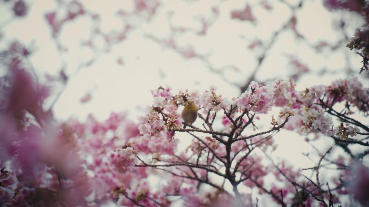 Un piccolo uccello occhialino giapponese cerca cibo tra i vivaci fiori di ciliegio rosa ad Atami, Giappone, aggiungendo un tocco di fauna selvatica alla fioritura stagionale