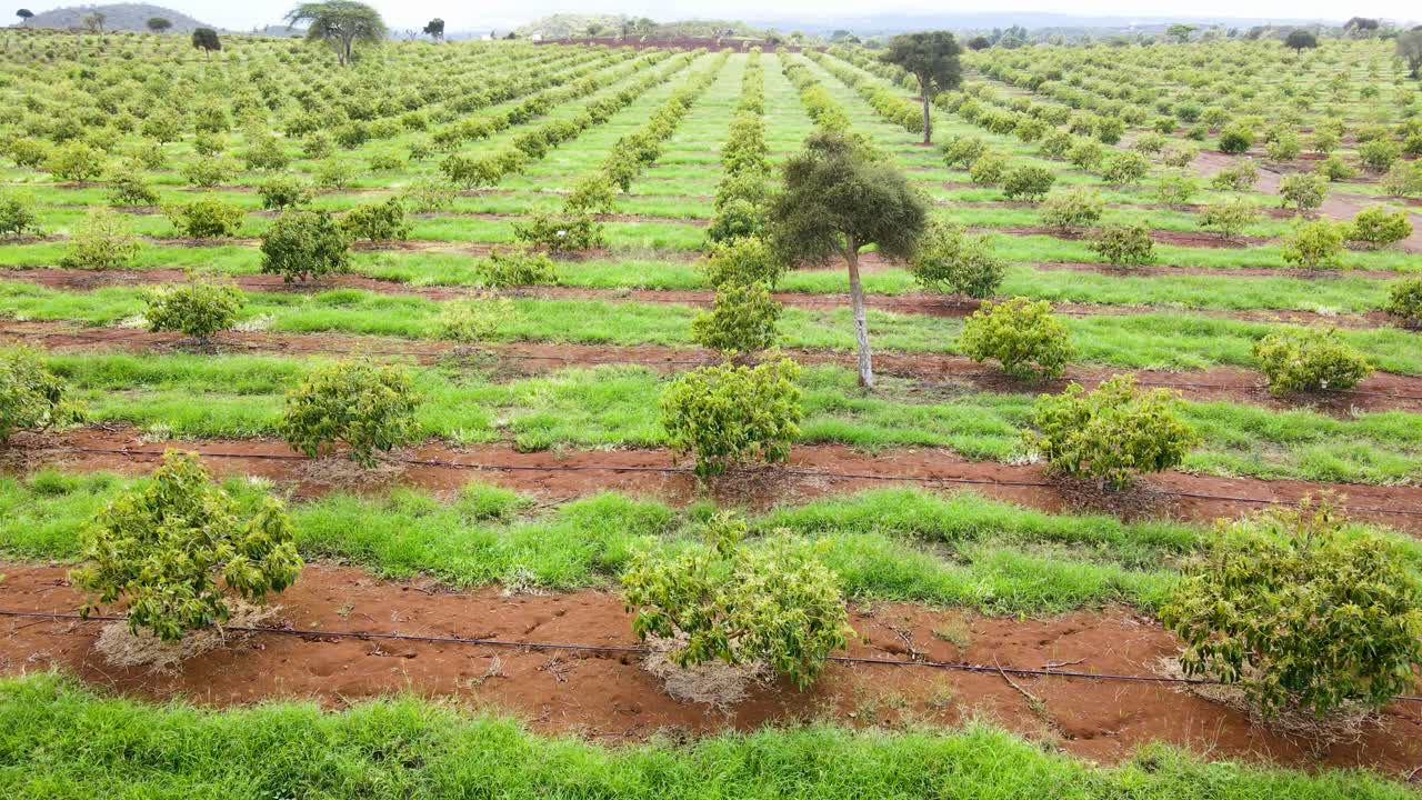 스마트 농업 기술 - 케냐 아보카도 농장의 공중 드론 보기