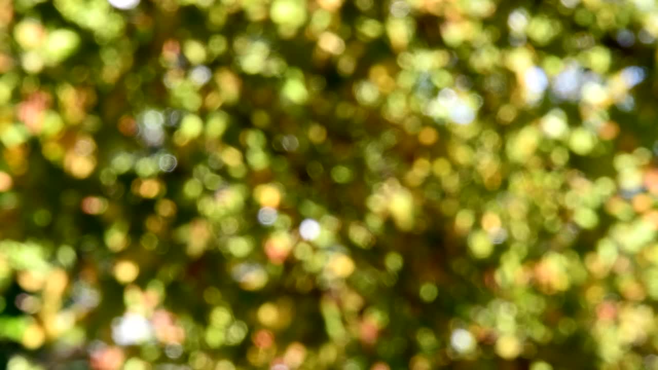 verde bokeh fondo abstracto borroso, hojas de follaje balanceándose en el viento. bokeh luz 4k