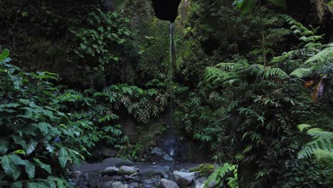 caminando por la jungla verde entre plantas húmedas y vistas a la cascada