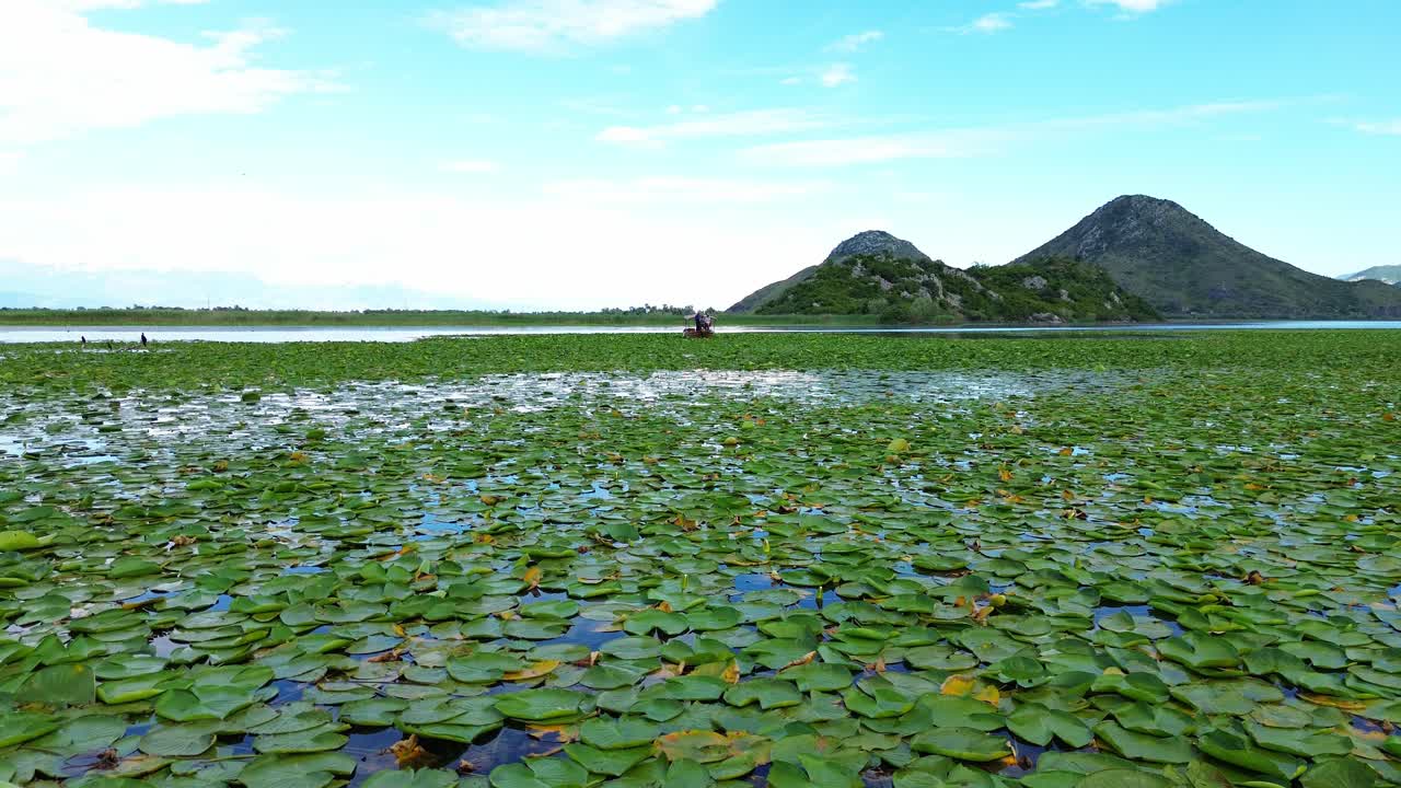 Closeup of water lilies meadow on Skadar lake with a wooden boat with tourist in the middle under clear blue sky, Drone shot