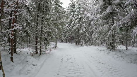POV-shot-while-walking-on-a-narrow-path-covered-with-white-snow-surrounded-by-coniferous-forest-trees-on-a-cold-winter-day
