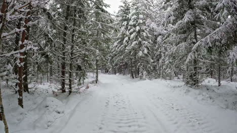 pov shot while walking on a narrow path covered with white snow surrounded by coniferous forest trees on a cold winter day