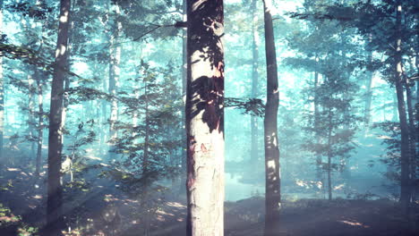 luz del sol del bosque brumoso