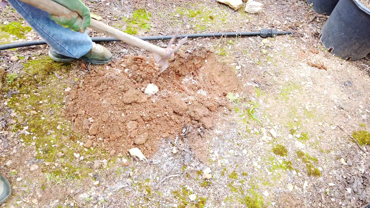 Close-up of digging a hole in the ground to prepare for planting palm trees. Shows soil preparation and landscaping work in an outdoor environment. Ideal for gardening, agriculture, construction, and
