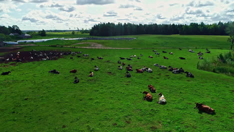 Aerial-flyover-green-countryside-pasture-with-many-cows-resting-near-lake