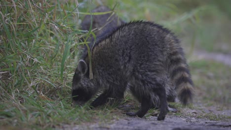 raccoons walking along path foraging for food