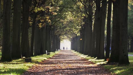 Schöne-Landschaft-Avenue-Weg-Im-Herbst-Herbst-Mit-Herunterfallenden-Blättern