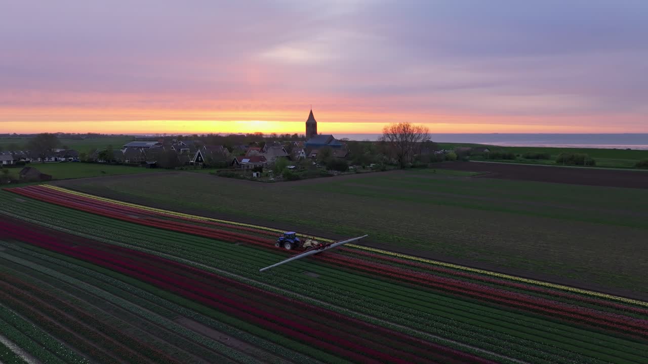 Veduta aerea di vivaci aiuole di tulipani con trattore in azione al tramonto