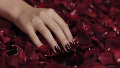 close up woman hand playing with red rose petals sensual female dreaming of intimate fantasy romance indulging desire in valentines day concept