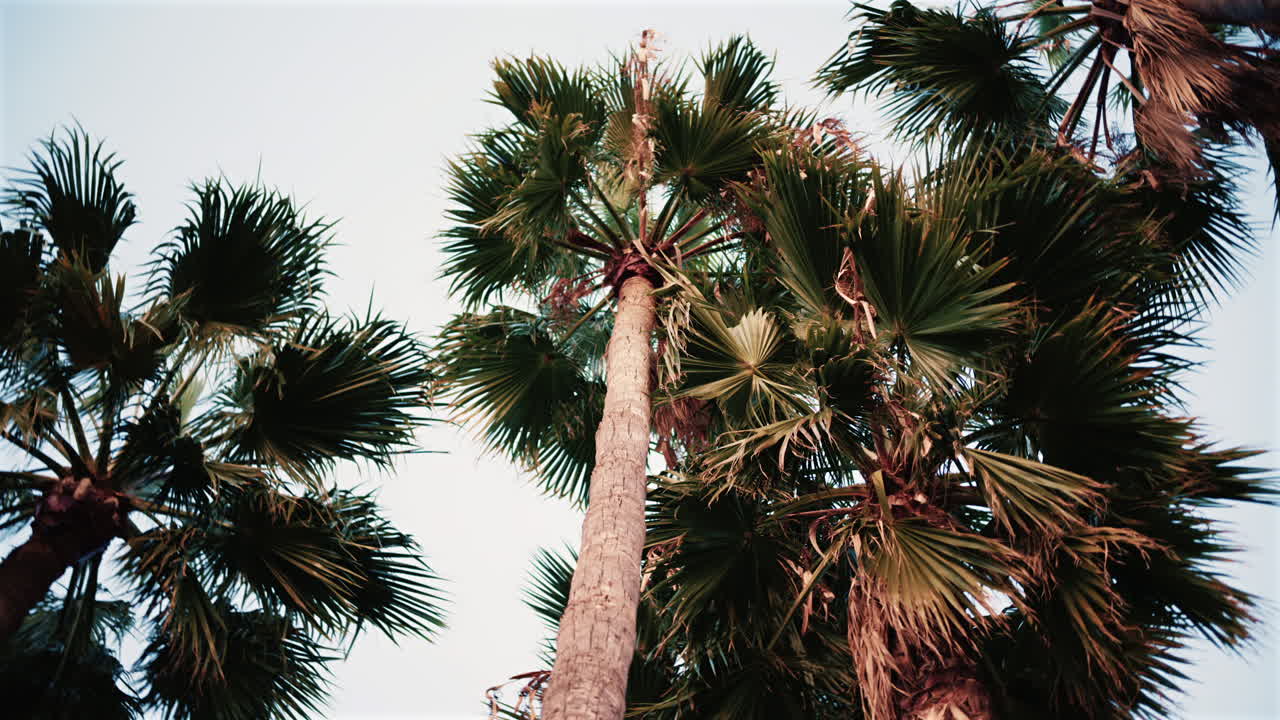A line of tall palm trees captured at sunset with warm light illuminating the fronds