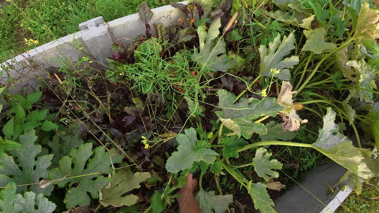 POV slow-motion video of farmer reaching for ripe green zucchini and detaching it from plant in raised permaculture bed