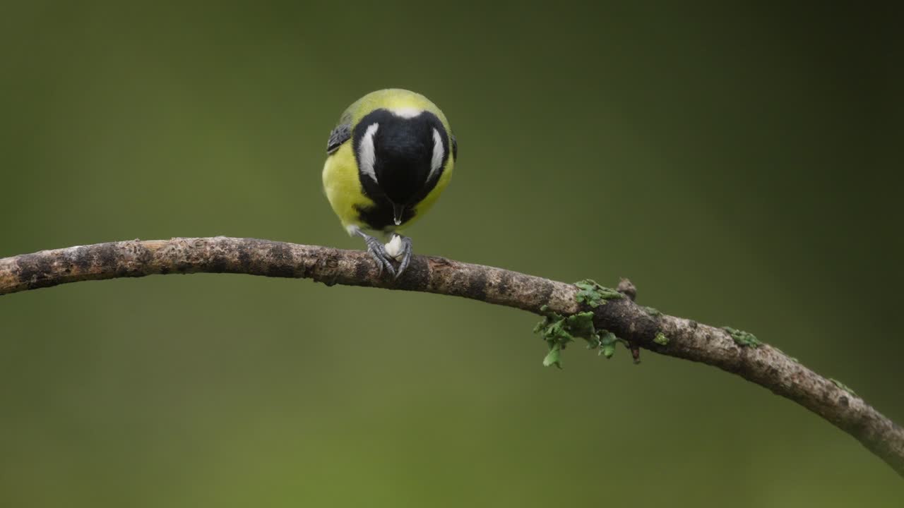 gran teta en una rama