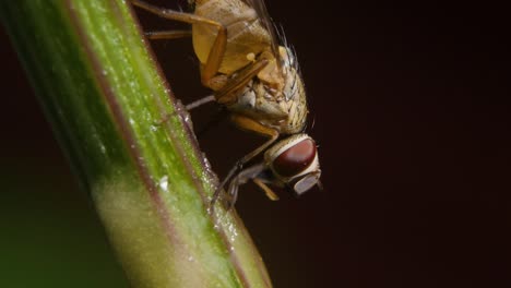 common house fly feeding on jaggery