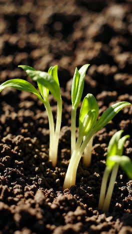 close-up of seedlings growing in soil