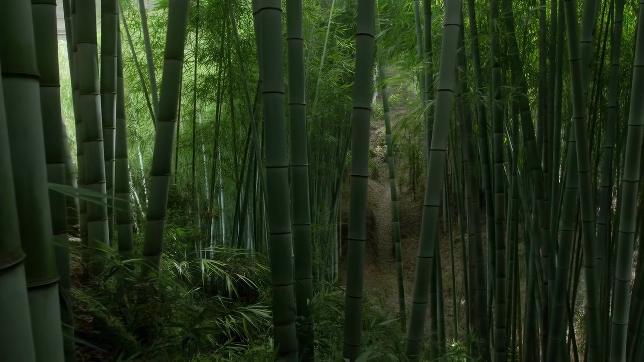 Scena statica di una foresta di bambù senza azione, in un'ambientazione forestale, con alberi di bambù, con texture di bambù, da una prospettiva a livello degli occhi, con accenti verdi e marroni, e un'atmosfera serena e naturale